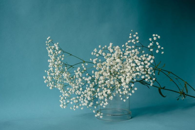 Baby's Breath Posy