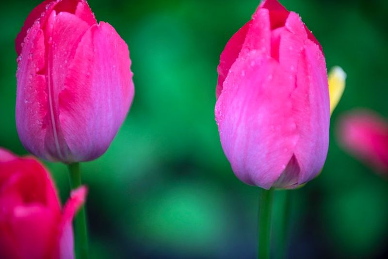 Pastel Tulip Arrangement