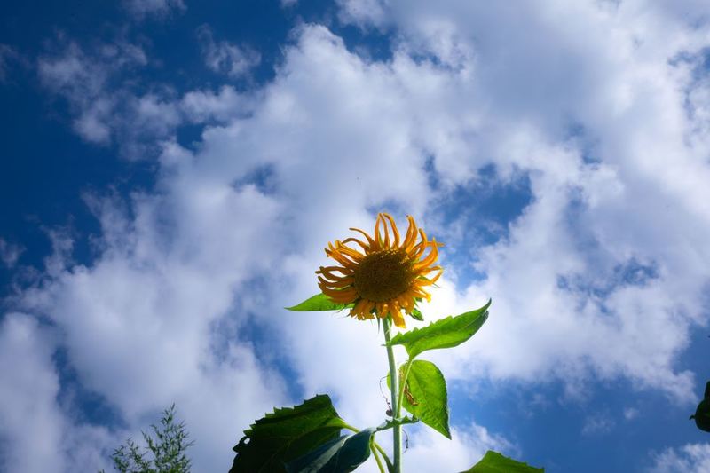 Single Stem Sunflower