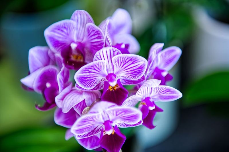 White Orchid Gift Box