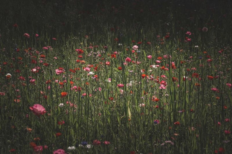 Wildflower Garden Bunch